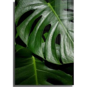 Sklenený obraz 50x70 cm Monstera - Wallity
